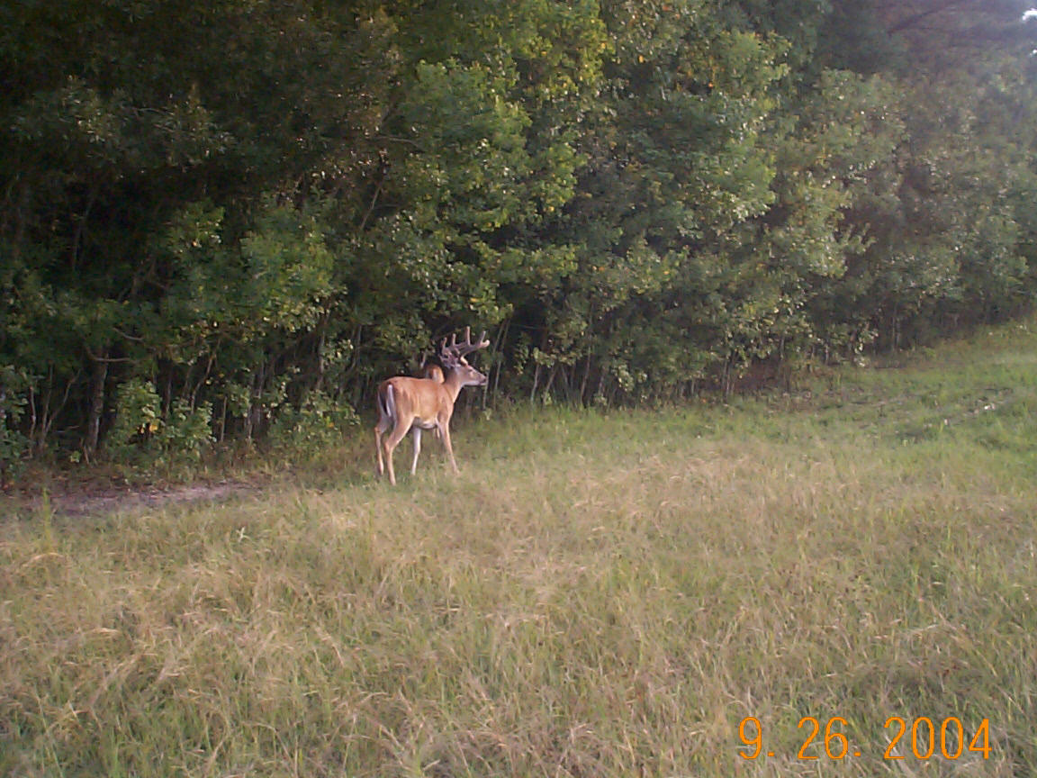 Southwest Louisiana Rice Field No limit goose hunting and regular